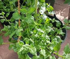 Image result for Neuseeländer Salat