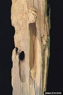 Attēlu rezultāti vaicājumam “Criocephalus rusticus”