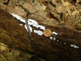 Attēlu rezultāti vaicājumam “Lindbladia tubulina spores”