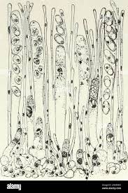 Attēlu rezultāti vaicājumam “Pachyphloeus melanoxanthus”