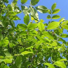 Attēlu rezultāti vaicājumam “Juglans regia leaf”