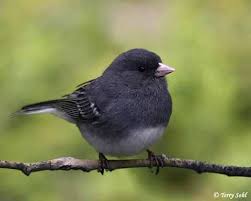 Image result for Junco hyemalis