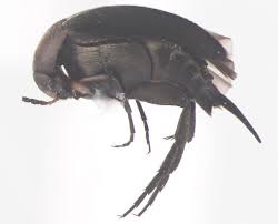 Attēlu rezultāti vaicājumam “Mordellidae”