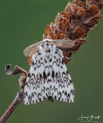 Attēlu rezultāti vaicājumam “Aphis confusa”