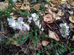 Attēlu rezultāti vaicājumam “Vicia sylvatica leaf”