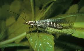 Attēlu rezultāti vaicājumam “Chrysopidae”