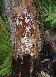 Attēlu rezultāti vaicājumam “Armillaria sp.”