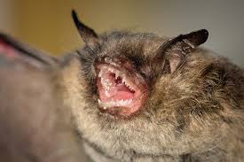 Attēlu rezultāti vaicājumam “Eptesicus nilssonii”