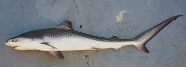 Image result for Galeocerdo cuvier