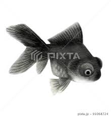 Image result for 出目金