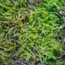 Attēlu rezultāti vaicājumam “Cephalozia bicuspidata”