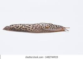 Attēlu rezultāti vaicājumam “Limax maximus”