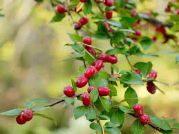 Attēlu rezultāti vaicājumam “Cotoneaster divaricatus fruit”