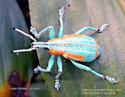 Image result for Coleoptera Curculionoidea