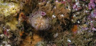 Attēlu rezultāti vaicājumam “Serpoleskea subtilis”