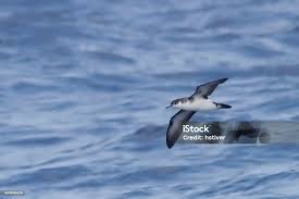 Image result for Puffinus puffinus