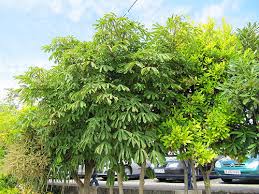 Attēlu rezultāti vaicājumam “Kalopanax septemlobus”