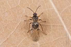 Attēlu rezultāti vaicājumam “Cynips quercusfolii”