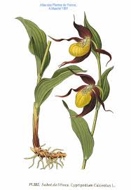 Attēlu rezultāti vaicājumam “Cypripedium calceolus”