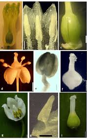 Attēlu rezultāti vaicājumam “Polygonatum multiflorum  flower”