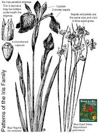 Attēlu rezultāti vaicājumam “Iridaceae”