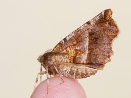 Attēlu rezultāti vaicājumam “Selenia dentaria imago”