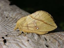 Attēlu rezultāti vaicājumam “Euthrix potatoria”