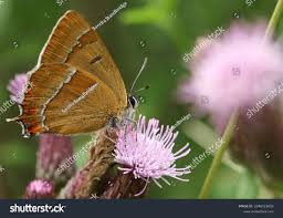 Attēlu rezultāti vaicājumam “Thecla betulae female”