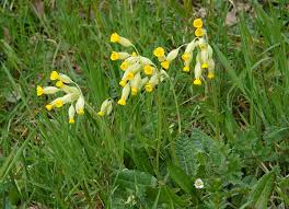 Image result for Schlüsselblumen