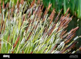 Attēlu rezultāti vaicājumam “Carex elata”