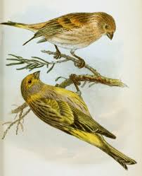 Image result for Serinus serinus