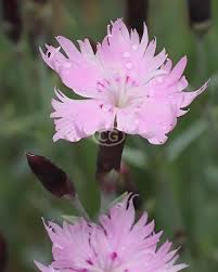 Image result for Dianthus gratianopolitanus