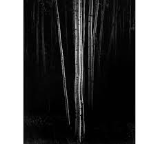 Image result for Ansel Adams Aspens New Mexico