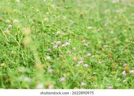 Attēlu rezultāti vaicājumam “Trifolium montanum”