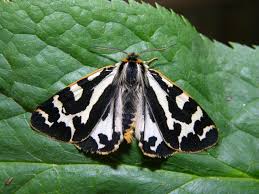 Attēlu rezultāti vaicājumam “Parasemia plantaginis”