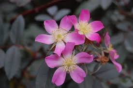 Attēlu rezultāti vaicājumam “Rosa glauca flower”