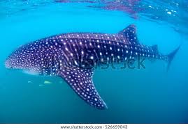 Image result for Rhincodon typus