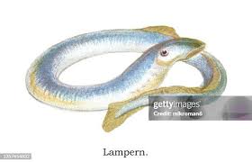 Image result for Lampetra fluviatilis
