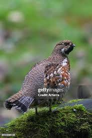Attēlu rezultāti vaicājumam “Tetrastes bonasia juvenile”