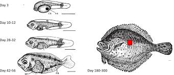 Image result for Scophthalmus maximus