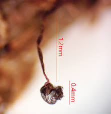Attēlu rezultāti vaicājumam “Cribraria cancellata var. fusca”