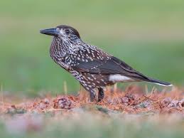 Attēlu rezultāti vaicājumam “Nucifraga caryocatactes adult”