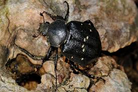 Attēlu rezultāti vaicājumam “Gnorimus variabilis”