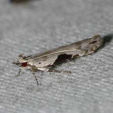 Attēlu rezultāti vaicājumam “Hypatima rhomboidella”