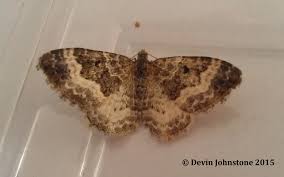 Attēlu rezultāti vaicājumam “Epirrhoe alternata”