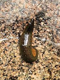 Attēlu rezultāti vaicājumam “Lycogala botrydium macro”