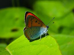 Attēlu rezultāti vaicājumam “Lycaena dispar male”