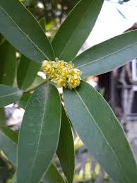 Attēlu rezultāti vaicājumam “Pseudotsuga menziesii flower”