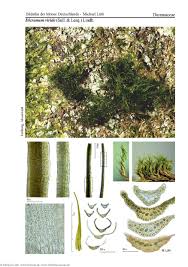 Attēlu rezultāti vaicājumam “Dicranum viride”