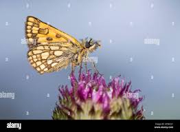 Attēlu rezultāti vaicājumam “Carterocephalus palaemon upperside”